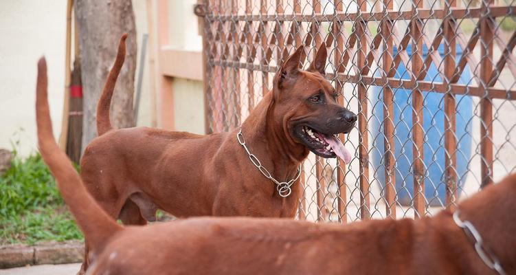 拉布拉多犬风靡全球的原因解析,忠诚友善与高适应力的完美结合 拉布拉多犬风靡全球的原因解析,忠诚友善与高适应力的完美结合