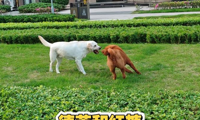 拉布拉多犬风靡全球的原因解析,忠诚友善与高适应力的完美结合 拉布拉多犬风靡全球的原因解析,忠诚友善与高适应力的完美结合