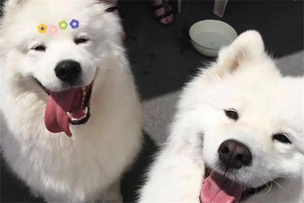 狗狗对主人呲牙怎么纠正?权威建立与行为训练指南 狗狗对主人呲牙怎么纠正?权威建立与行为训练指南