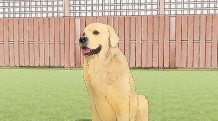 拉布拉多犬体重管理指南：理想范围与健康技巧