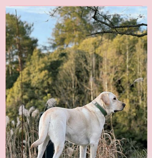 拉布拉多犬体重管理指南：理想范围与健康技巧