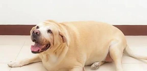 拉布拉多犬体重管理指南：理想范围与健康技巧