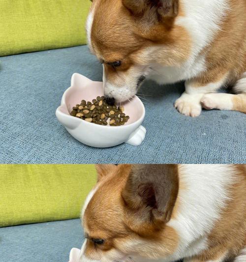 狗狗反胃干呕怎么办？饮食调理与草药缓解方法详解