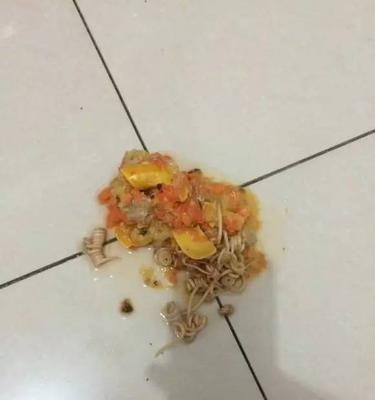 狗狗反胃干呕怎么办？饮食调理与草药缓解方法详解