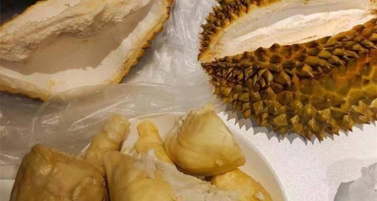 狗狗反胃干呕怎么办？饮食调理与草药缓解方法详解