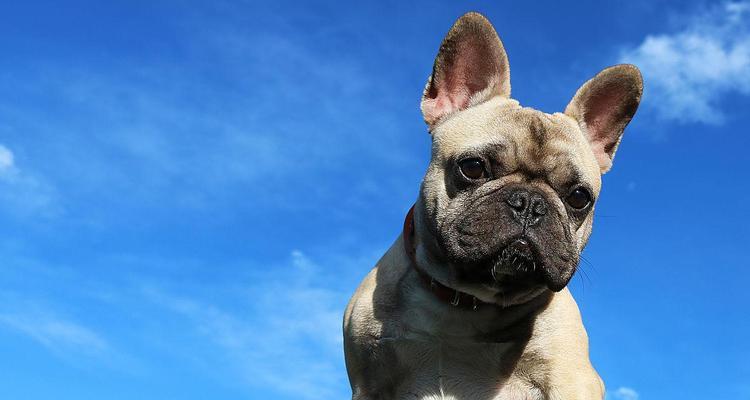 蓝色法牛搭配自然色系指南：优雅配色与时尚灵感