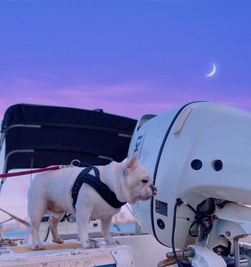 蓝色法牛搭配自然色系指南：优雅配色与时尚灵感