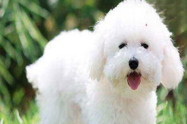 犬猫急性肾功能衰竭症状分期与恢复期营养护理要点解析 犬猫急性肾功能衰竭症状分期与恢复期营养护理要点解析