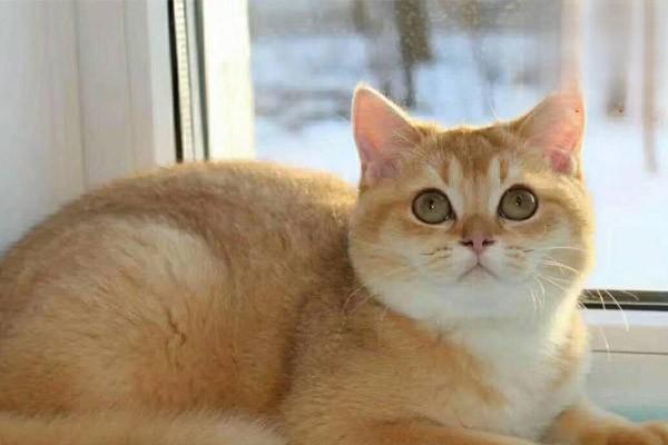 犬猫急性肾功能衰竭症状分期与恢复期营养护理要点解析 犬猫急性肾功能衰竭症状分期与恢复期营养护理要点解析