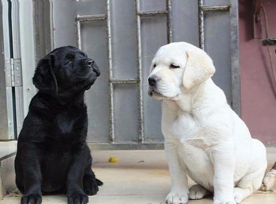 拉布拉多性成熟周期与关键影响因素详解