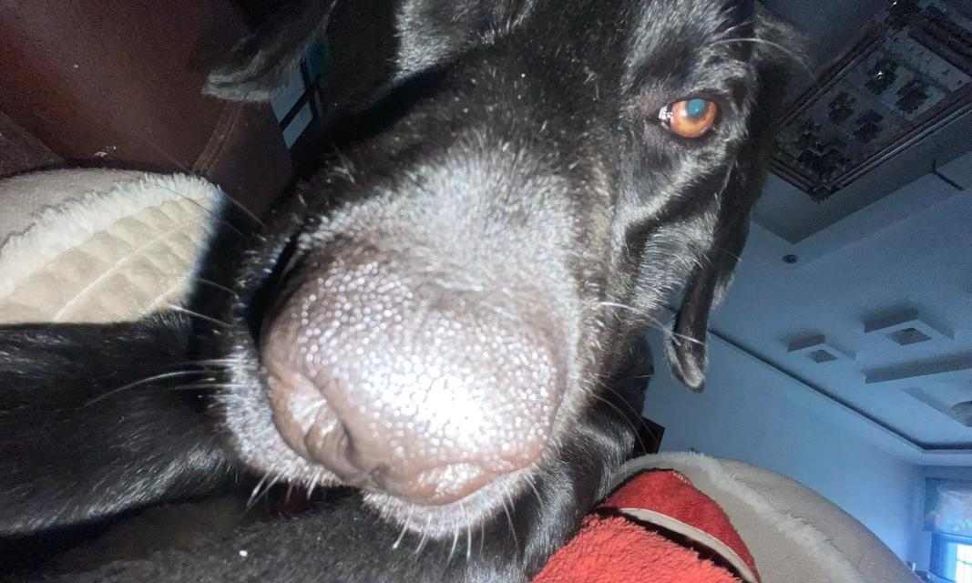 拉布拉多性成熟周期与关键影响因素详解