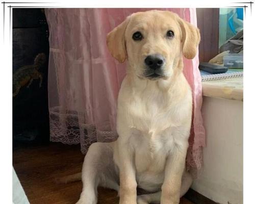 拉布拉多犬起源与6大品类分支全解析：颜色与功能详解