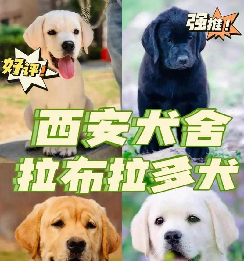 拉布拉多犬起源与6大品类分支全解析：颜色与功能详解