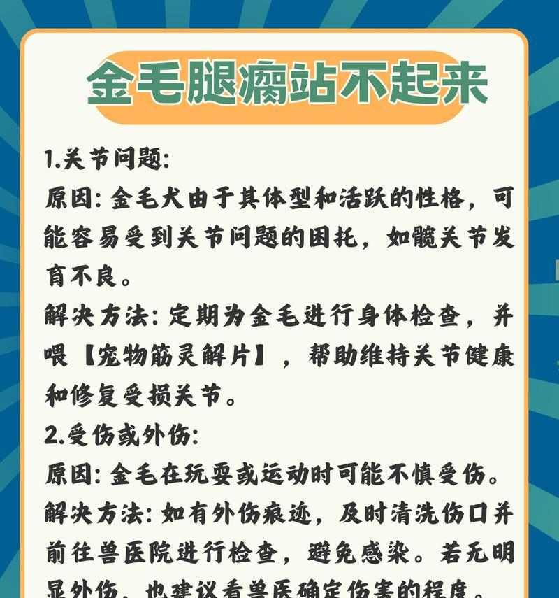 金毛犬饲养全攻略：从饮食到护理的健康成长关键
