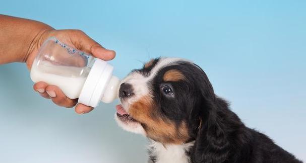 狗狗能喝酸奶吗？正确喂食的益处与关键注意事项