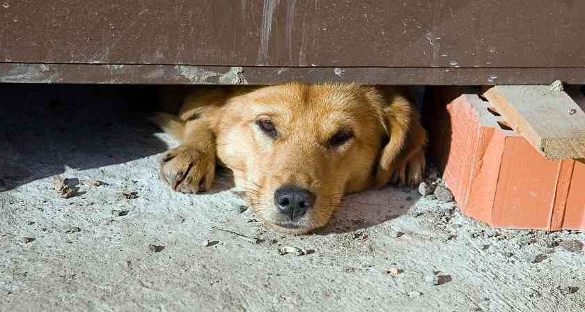 狗狗不爱睡狗窝的15个原因解析，帮你找到问题关键