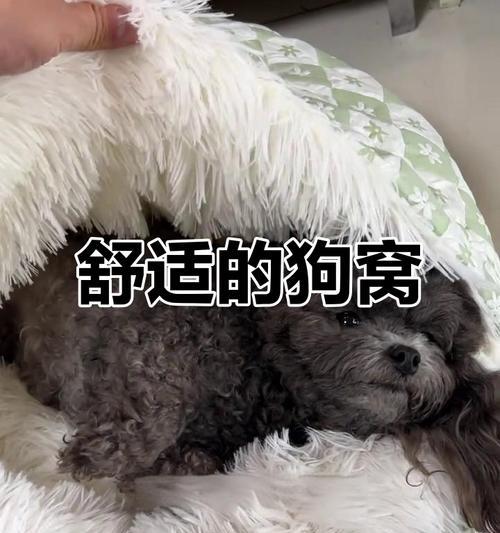 狗狗不爱睡狗窝的15个原因解析，帮你找到问题关键