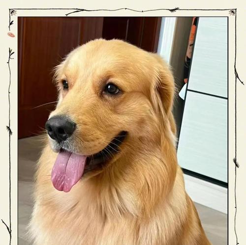 金毛犬饲养全攻略：从饮食到护理的健康成长关键