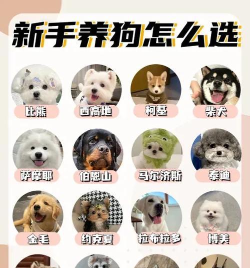 新手养阿拉斯加犬指南：15个关键要点助你成为合格主人
