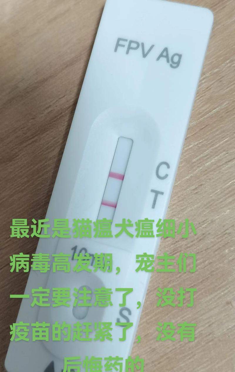 犬瘟潜伏期全解析,科学防控守护爱犬健康 犬瘟潜伏期全解析,科学防控守护爱犬健康