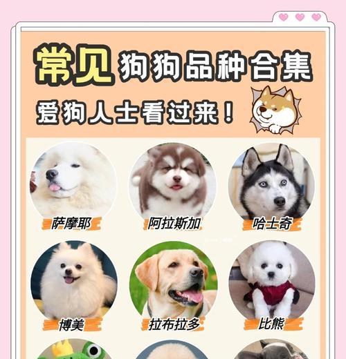 新手养阿拉斯加犬指南：15个关键要点助你成为合格主人