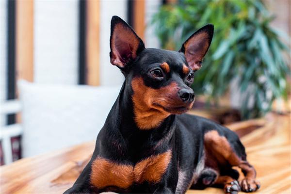 狗狗舔伤口利弊分析及正确处理技巧，避免感染加速愈合