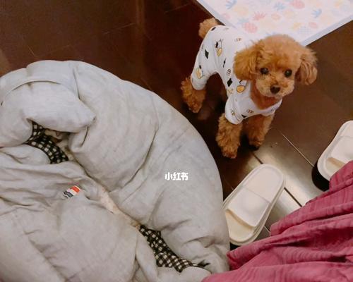 狗狗尿床原因与解决方法全解析，教你正确应对宠物习惯问题