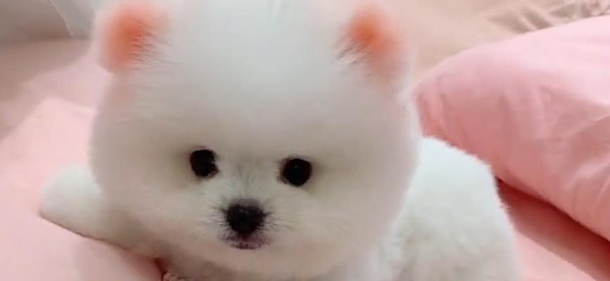 狗狗尿床原因与解决方法全解析，教你正确应对宠物习惯问题