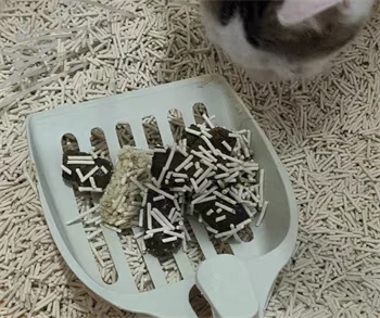 豆腐猫砂评测:结团速度与性价比实测分析 豆腐猫砂评测:结团速度与性价比实测分析