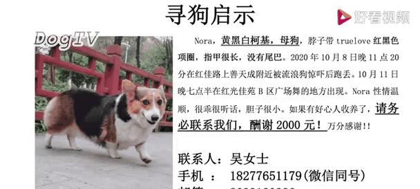 柯基三色比双色贵？揭秘价格差异背后的多重因素