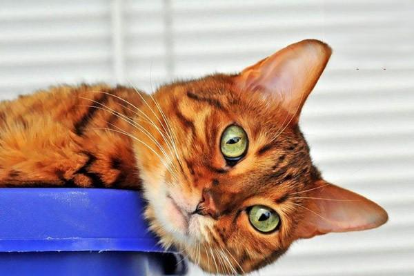 犬猫慢性肾功能衰竭的症状分期与综合治疗方案详解 犬猫慢性肾功能衰竭的症状分期与综合治疗方案详解