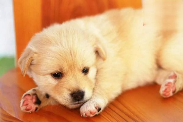 犬猫慢性肾功能衰竭的症状分期与综合治疗方案详解 犬猫慢性肾功能衰竭的症状分期与综合治疗方案详解