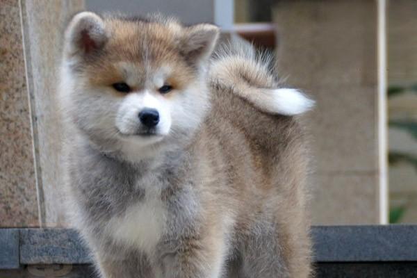 犬猫心律不齐的症状识别与治疗方案详解