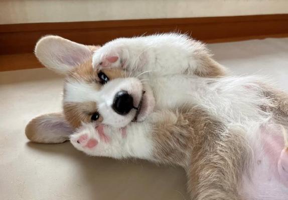 皮实好养的狗狗推荐：五种易养品种总有一种适合你