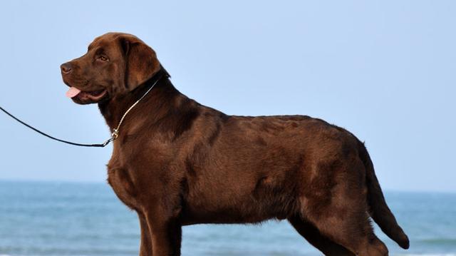 皮实好养的狗狗推荐：五种易养品种总有一种适合你