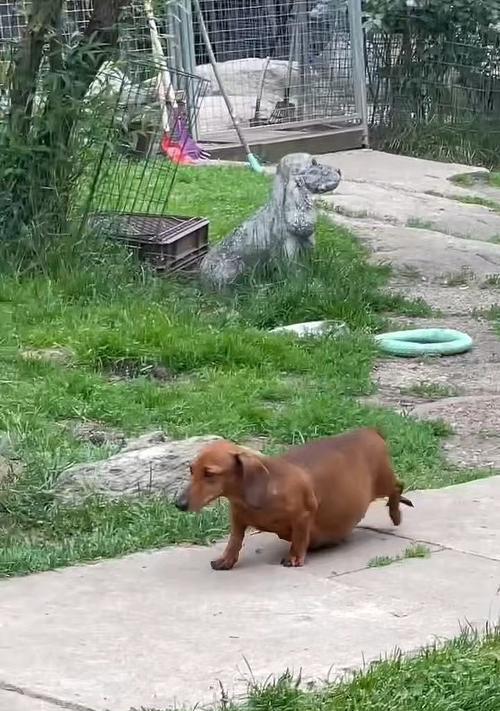 母狗怀孕症状识别与科学护理指南