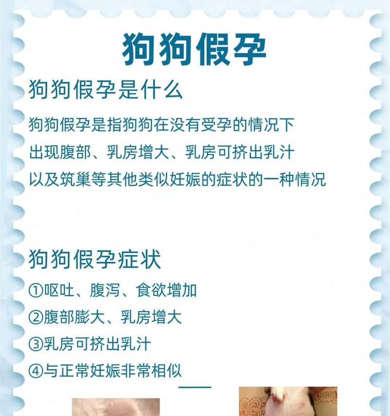 母狗怀孕症状识别与科学护理指南