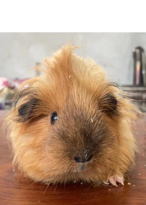 荷兰猪怀孕周期判断方法与孕期管理指南