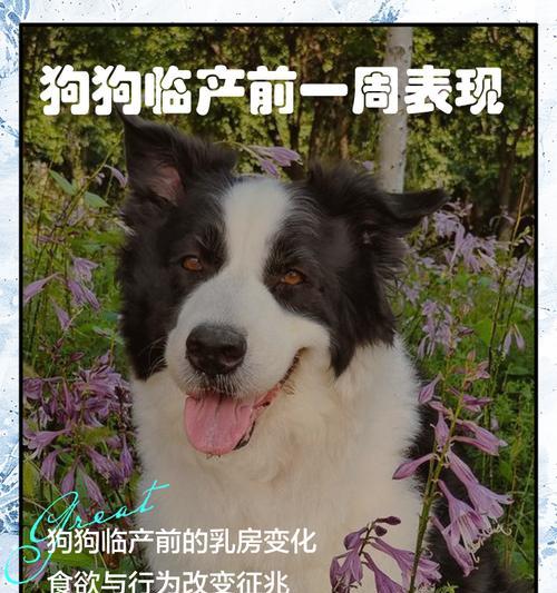 狗的寿命影响因素与科学延长寿命的养护秘诀 狗的寿命影响因素与科学延长寿命的养护秘诀