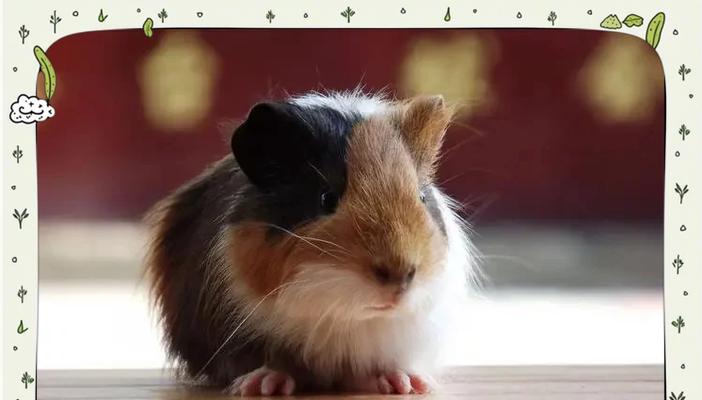 荷兰猪怀孕周期判断方法与孕期管理指南