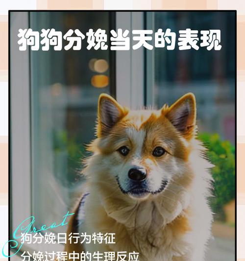 狗的寿命影响因素与科学延长寿命的养护秘诀 狗的寿命影响因素与科学延长寿命的养护秘诀