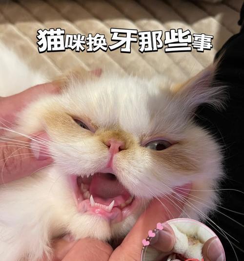 猫咪磨牙期详解：健康影响与科学护理指南