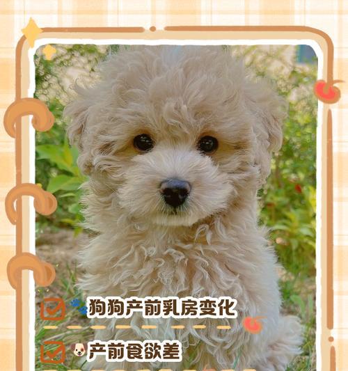 狗的寿命影响因素与科学延长寿命的养护秘诀 狗的寿命影响因素与科学延长寿命的养护秘诀