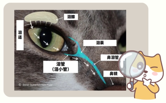 猫咪泪痕成因与解决方法解析,告别顽固泪痕困扰 猫咪泪痕成因与解决方法解析,告别顽固泪痕困扰