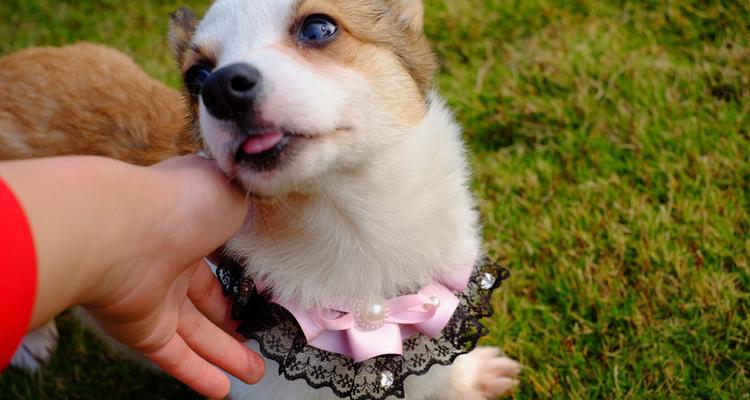 工作忙碌如何选狗？适合上班族的狗狗品种与饲养指南