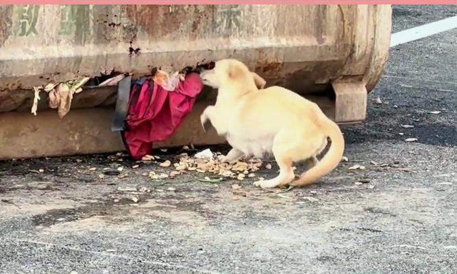 小狗总是吃不饱？探究食量无限原因与科学解决方法