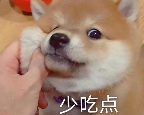 小狗总是吃不饱？探究食量无限原因与科学解决方法