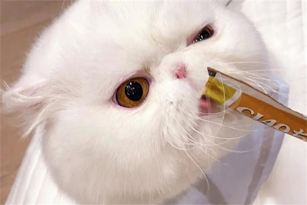 猫咪痴迷猫条的原因与科学喂食指南