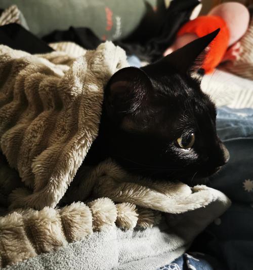 小猫为何爱趴人身上睡觉?读懂猫咪行为背后的情感密码 小猫为何爱趴人身上睡觉?读懂猫咪行为背后的情感密码