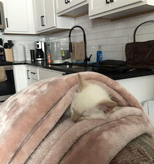 小猫为何爱趴人身上睡觉?读懂猫咪行为背后的情感密码 小猫为何爱趴人身上睡觉?读懂猫咪行为背后的情感密码